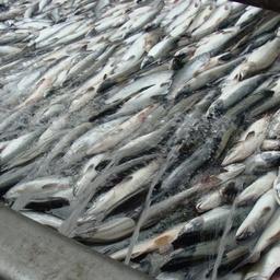 Компании Камчатки могут заявиться на лосось