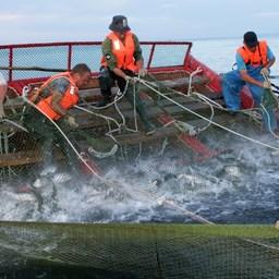 Для лососевой путины представили федеральные меры регулирования